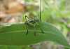 Corn cricket: what you need about this crop pest Corn cricket: what you need about this crop pest