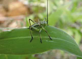 Corn cricket: what you need about this crop pest