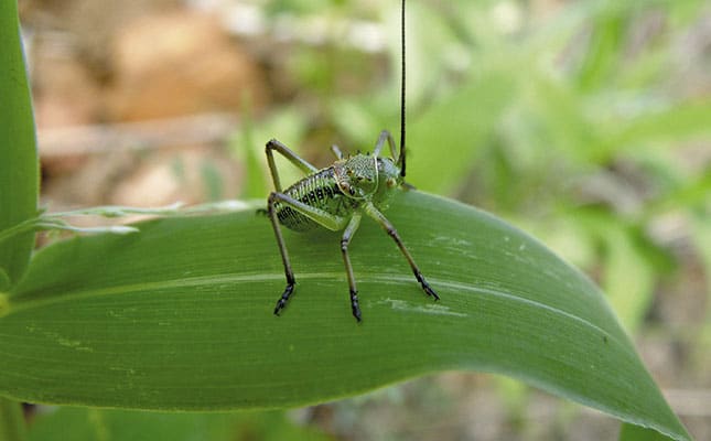 Corn cricket: what you need about this crop pest Corn cricket: what you need about this crop pest
