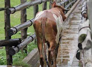 Animal health: Acaricide resistance