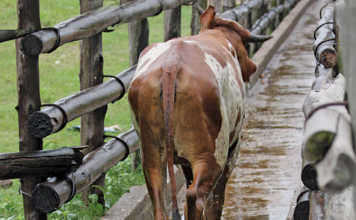 Animal health: Acaricide resistance