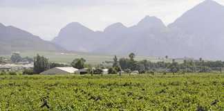 Dutch fruit importers require transparency