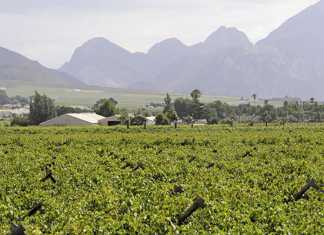 Dutch fruit importers require transparency