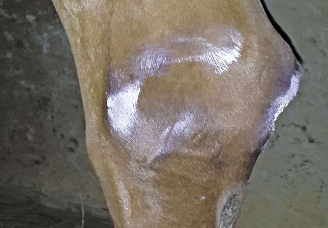 Horses and capped hocks Horses and capped hocks