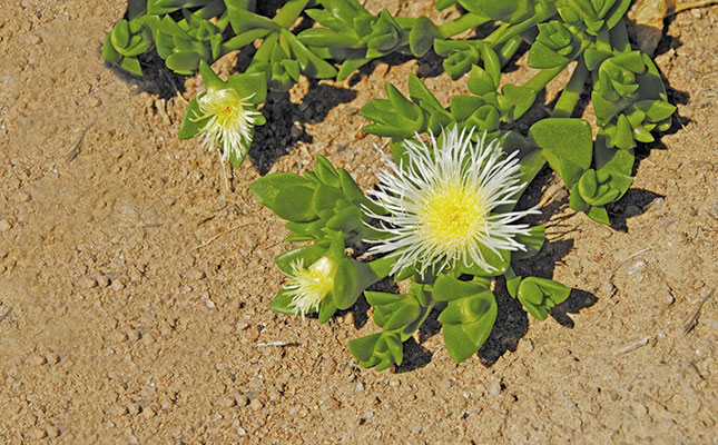 Indigenous 'Kanna' keeps you calm & focused | Farmer's Weekly SA