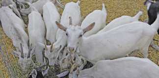 Keeping goats for milk