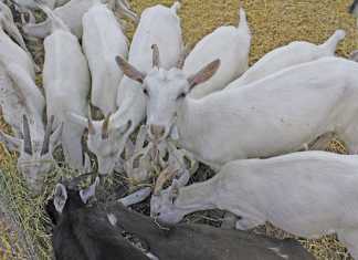 Keeping goats for milk