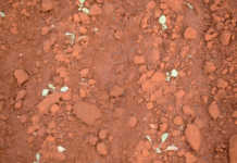 Regulating nitrogen in vegetable crops Regulating nitrogen in vegetable crops