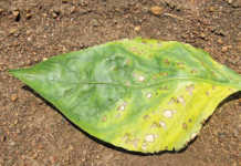 Selecting the right nitrogen fertiliser Selecting the right nitrogen fertiliser