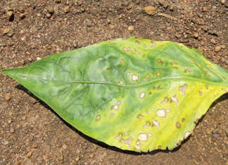 Selecting the right nitrogen fertiliser