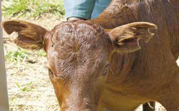 Tattooing and ear notching techniques