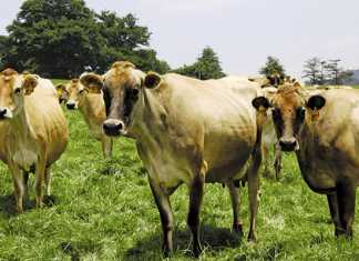 The best dairy breed: A comparative study
