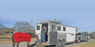 Transporting your horse