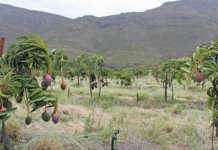 Making organic fruit farming work