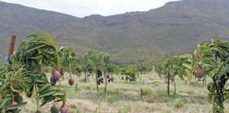 Making organic fruit farming work