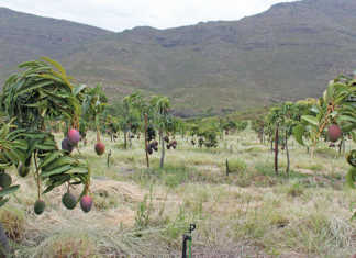 Making organic fruit farming work