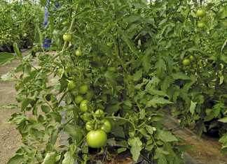 Organic backyard growers go big