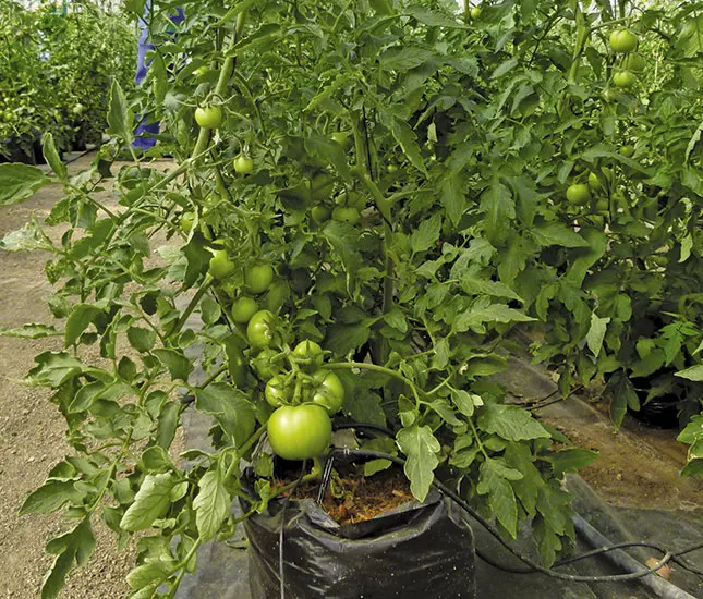 Organic backyard growers go big