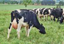 Feeding dairy cows roughage