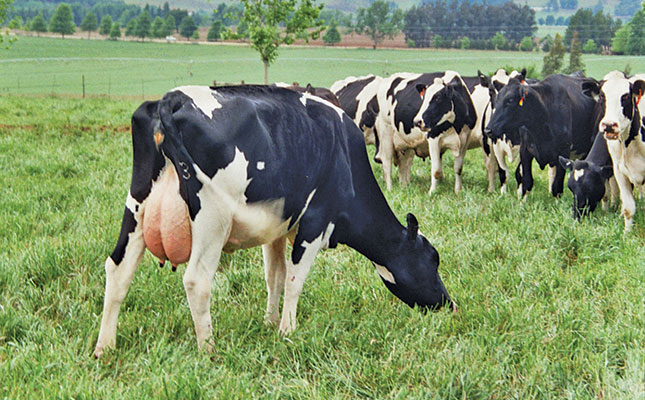 Feeding dairy cows roughage Feeding dairy cows roughage
