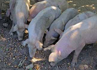 Rearing pigs on acorns