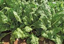 Know your spinach variants