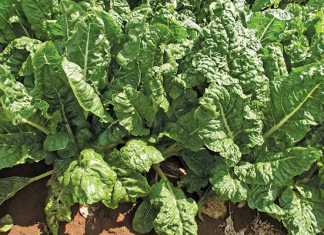 Know your spinach variants