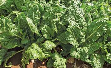 Know your spinach variants