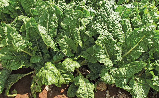 Swiss chard: a simple crop for large and small scale farmers Swiss chard: a simple crop for large and small scale farmers
