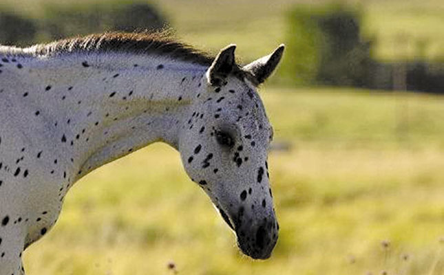 Does your horse have EPSM? Does your horse have EPSM?