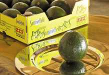 From Aristotle to avocados – ZZ2’s business model
