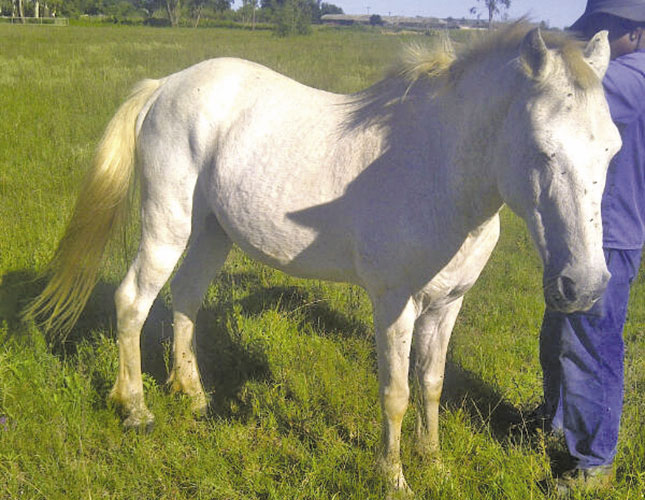 Horses – How to treat itching skin Horses – How to treat itching skin