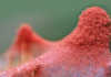 Red spider mite