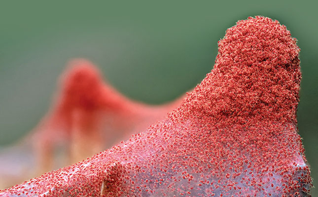 Know your crop pests: Red spider mite Know your crop pests: Red spider mite