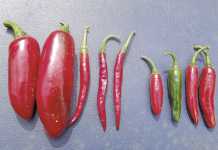 Chillies, how to make the right choices Chillies, how to make the right choices