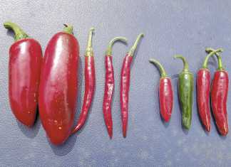 Chillies, how to make the right choices