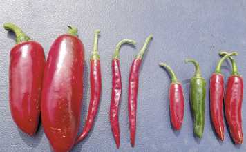 Chillies, how to make the right choices