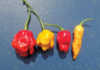 Understanding chilli pungency Some super- hot modern chilli varieties
