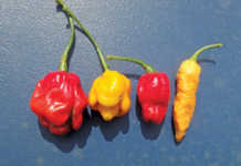 Understanding chilli pungency Some super- hot modern chilli varieties