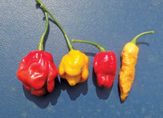 Some super- hot modern chilli varieties