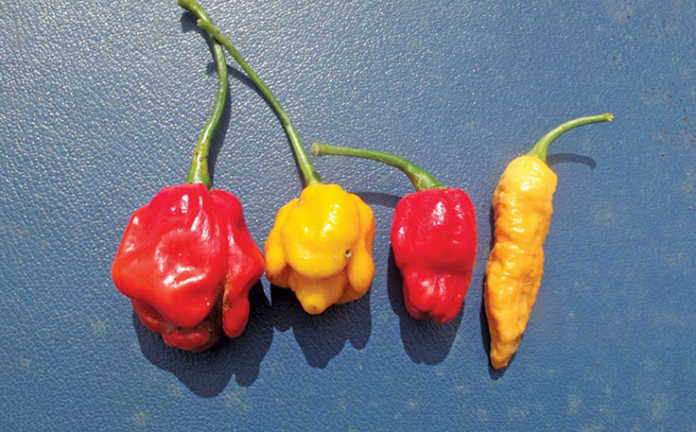 Some super- hot modern chilli varieties