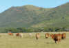 Hugenoot cattle
