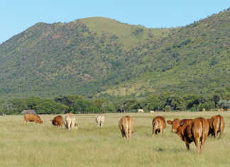 Hugenoot cattle