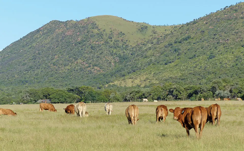 Hugenoot cattle