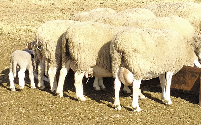 Optimum nutrition for breeding ewes Optimum nutrition for breeding ewes