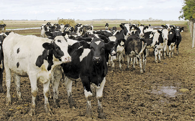 Dairying in Argentina – making small farms work Dairying in Argentina – making small farms work