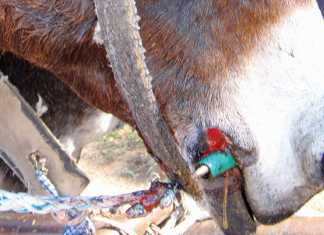donkey-health