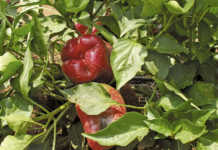Managing early fruit set in peppers