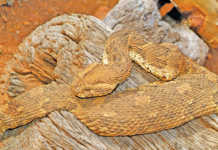 Snakebites: fact and fiction