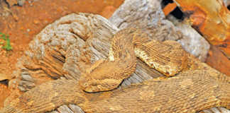 Snakebites: fact and fiction